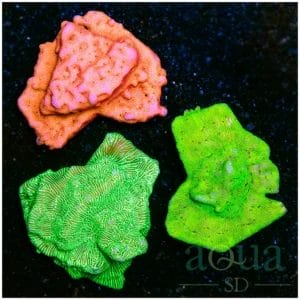 Aussie Shaped Plugs - Leptoseris Combo Pack - Multiples Available