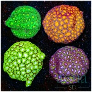 Leptastrea Collection - Multiples Available