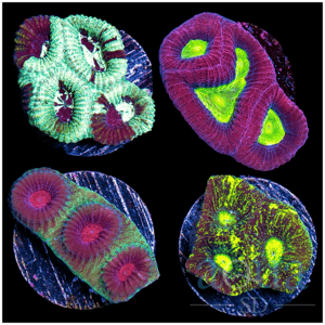 Amazing Favia 4 Combo Pack - Multiples Available - Not WYSIWYG