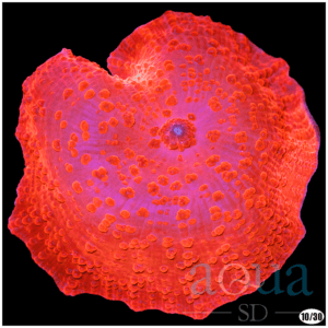 Aussie Deadpool Discosoma Mushroom - Multiples Available