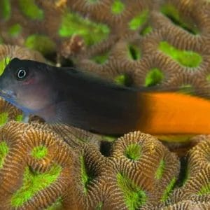 Bicolor Blenny