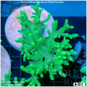 Toxic Sinularia Leather Coral Colony