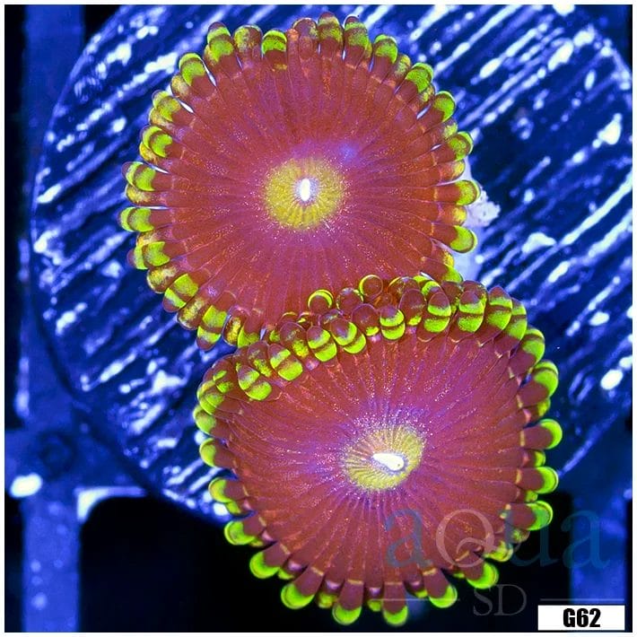 laser Focus Zoanthids