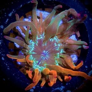 Collectors Perfect 50 - 50 Split Nexus Bubble Tip Anemone DS