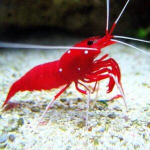Fire Shrimp