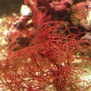 Gracilaria Macroalgae