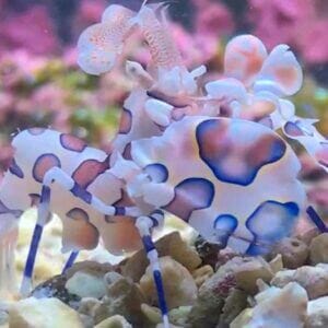 Harlequin Shrimp