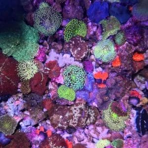 Multiples Available - Assorted Mushroom's from our Farm Baskets