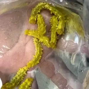 Yellow Sea Cucumber - Multiples Available