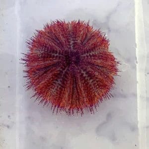 Bicolor Short Spine Pincushion Urchin