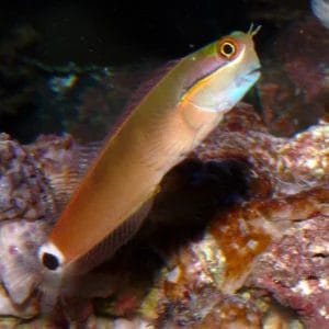 Tailspot Blenny - Ecsenius stigmatura
