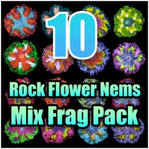 10 Rock Flower Anemone Mixed Pack