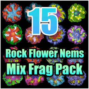 15 Rock Flower Anemone Mixed Pack
