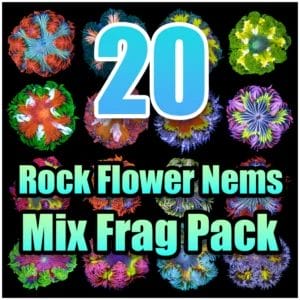 20 Rock Flower Anemone Mixed Pack