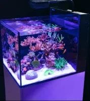 Create a Stunning Coral Reef in Your Living Room by (Red Sea)