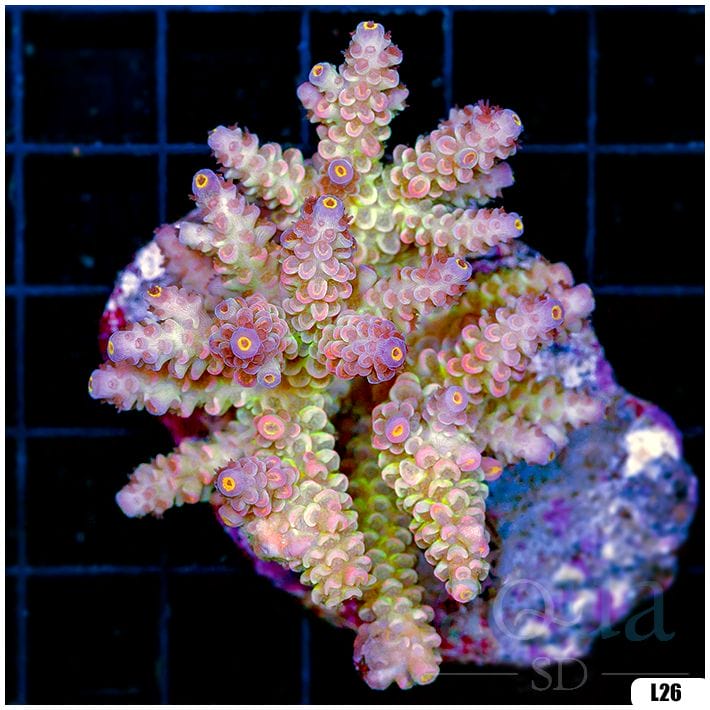 Special Picks Cultured Indo Acropora Colony