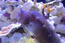Starry Blenny