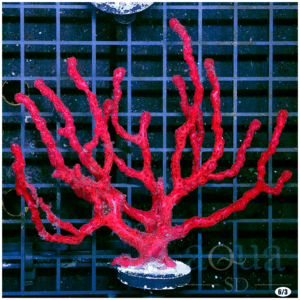 Red Finger Gorgonia - Multiples Available