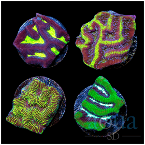 Ultra Mixed Pack Platygyra Pack - Multiples Available