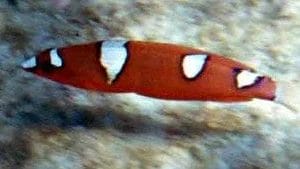 Red Coris Wrasse