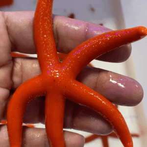 Red Linkia Starfish