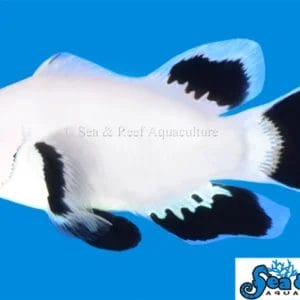 Longfin Snow Storm Clownfish - Amphiprion ocellaris