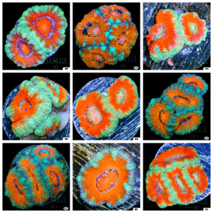 Aussie Teal Lips Acan Lord - Multiples Available