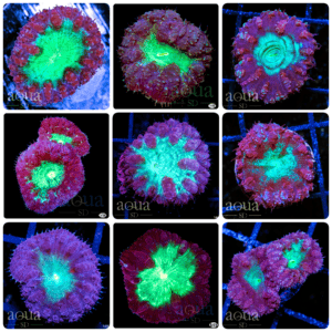 Purple Ring Blasto - Multiples Available