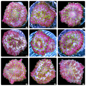 Lava Lamp Mushroom - Multiples Available