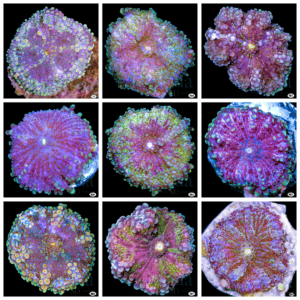 Purple Yuma Ricordea - Multiples Available