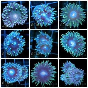 Baby Blue Duncan Coral - Multiples Available