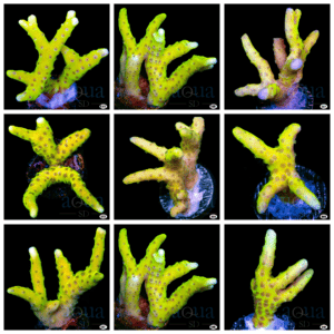 RRC Goldenrod Anacropora - Multiples Available
