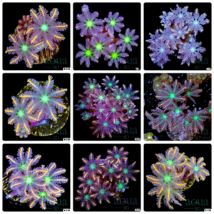 Rainbow Firework Clove Polyps - Multiples Available