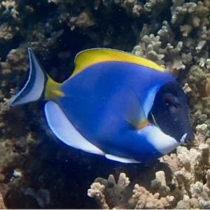 Powder Blue Tang