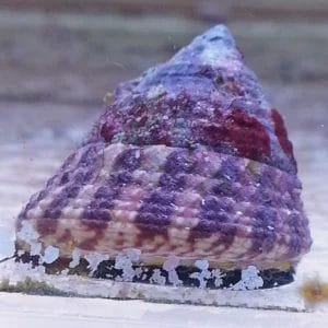 Trochus Snail