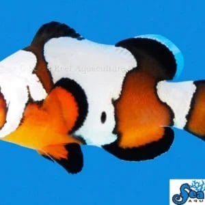 Black Ice Clownfish - Amphiprion ocellaris