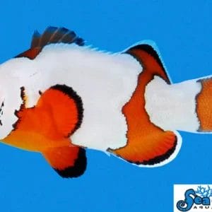 Premium Snowflake Clownfish SALE! - Amphiprion ocellaris