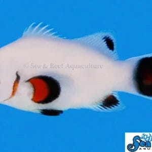 Wyoming White Clownfish - Amphiprion ocellaris