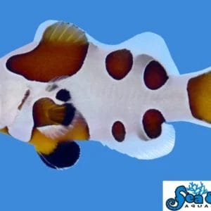 Mocha Storm - Amphiprion ocellaris