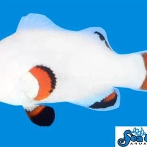 Solar Storm XL - Amphiprion ocellaris