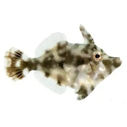 aiptasia-eating-filefish