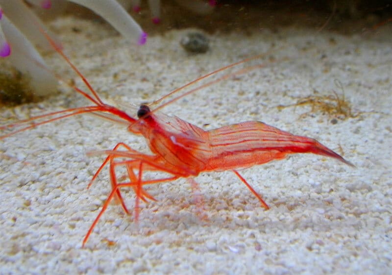 Peppermint shrimp