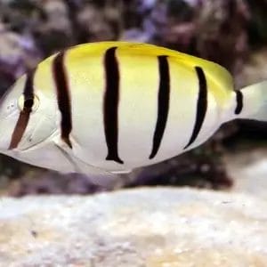 Convict Tang (SM)