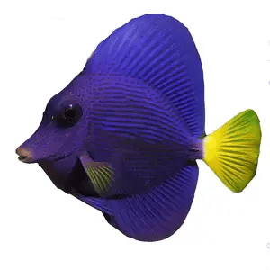 Purple Tang