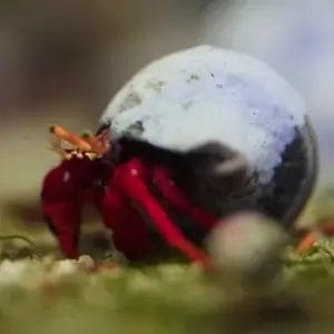 Scarlet_Hermit_Crab