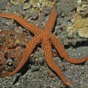 Aussie Starfish – Nardoa novaecaledoniae