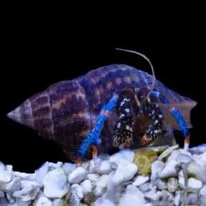 Blue Leg Hermit Crab