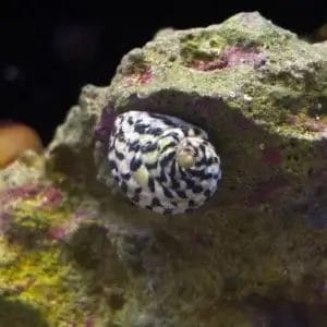 Caribbean Nerite Snail