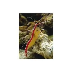 Cleaner Shrimp