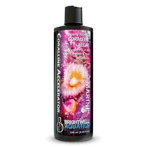 CorallineAccelerator